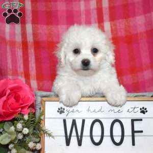Willow (Tiny), Bichon Frise Puppy